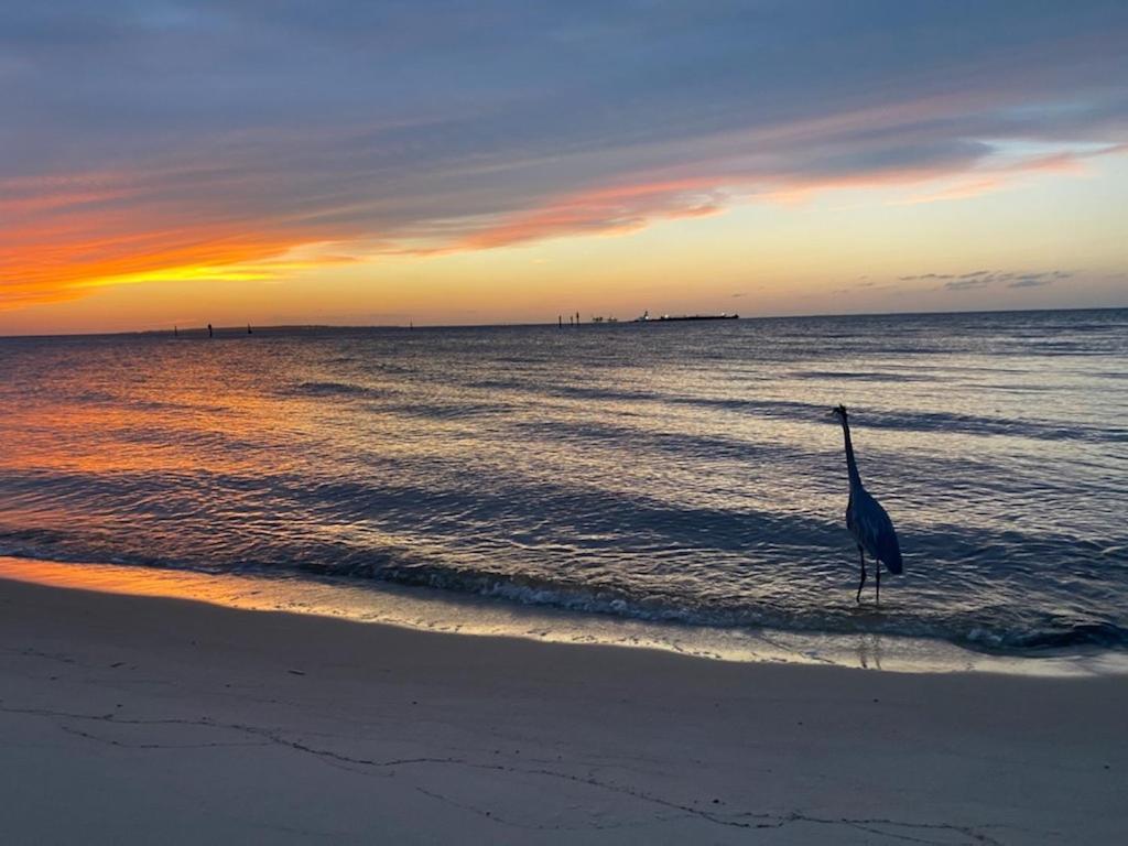 Budget Friendly Condo Within Walking Distance To The Beach! Gulf Shores Dış mekan fotoğraf